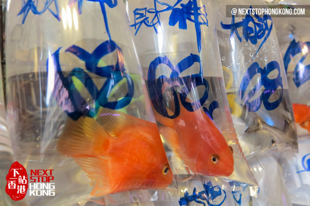 All In One Guide Of Goldfish Market Hong Kong Street Market